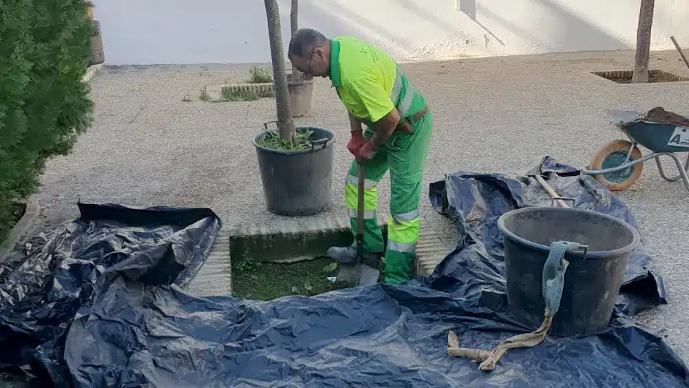 Operario de la empresa de mantenimiento plantando un árbol en un alcorque vacío. Lva